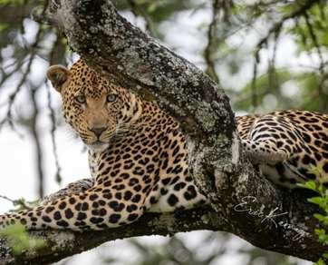 yala National park