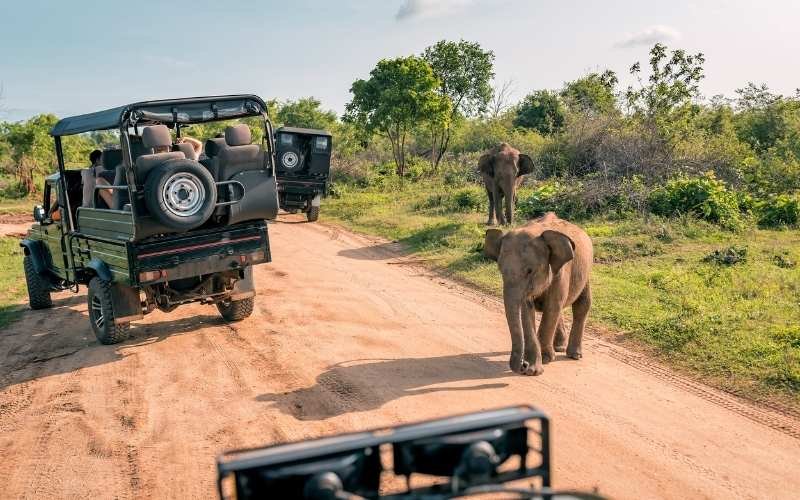 yala Safari