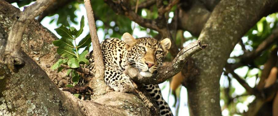 Wild Peaks & Coastal Dreams